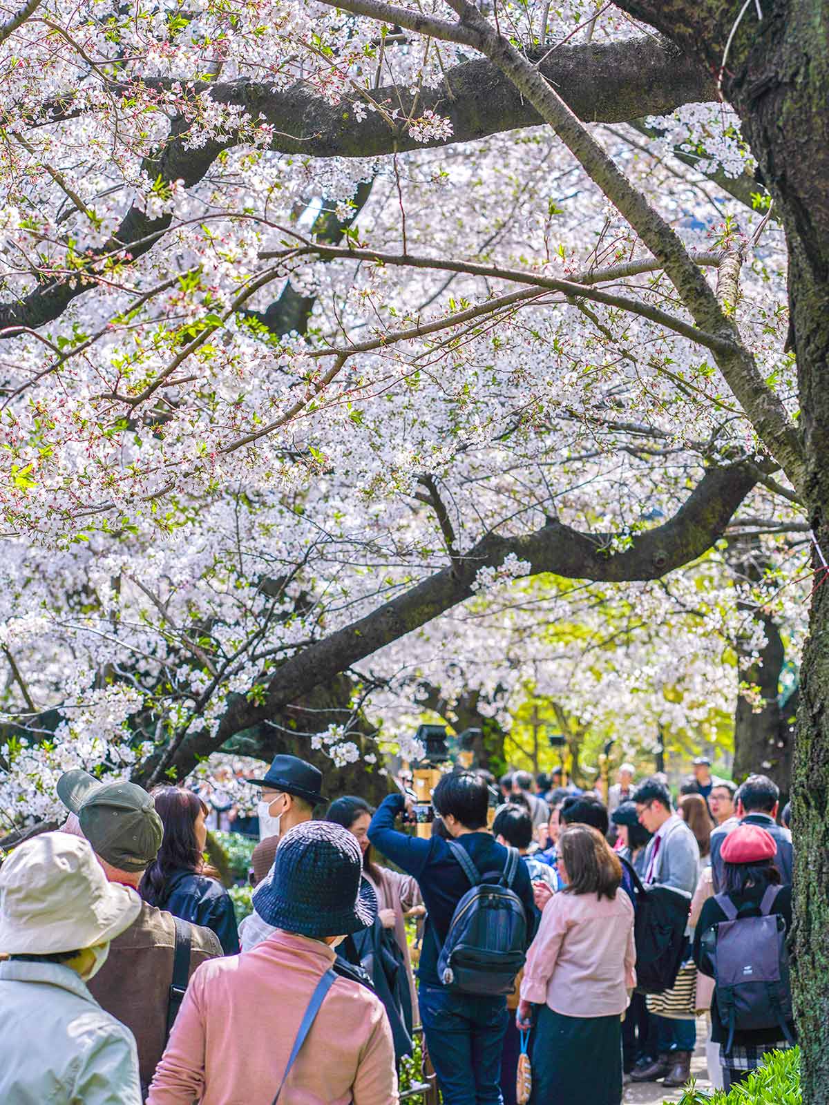 chidorigafuchi park boat rental reviews