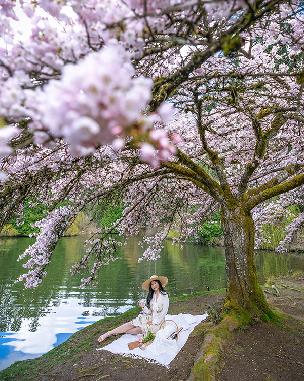 best cherry blossom streets vancouver