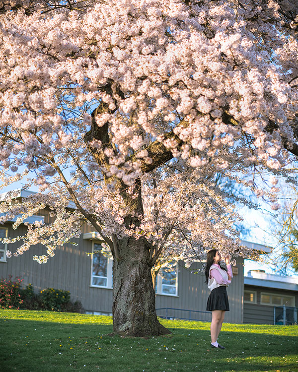 best places for cherry blossoms in vancouver