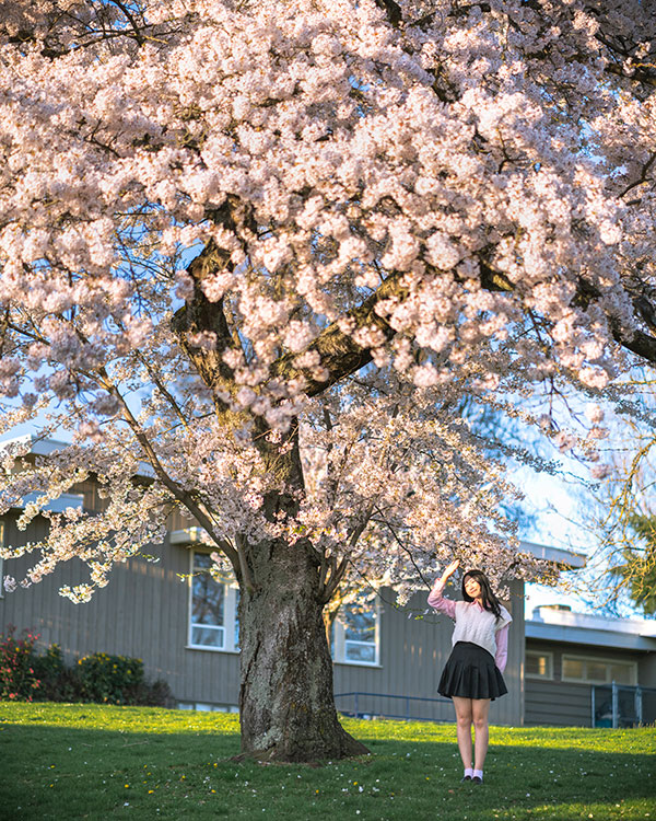 best places to view cherry blossoms in vancouver