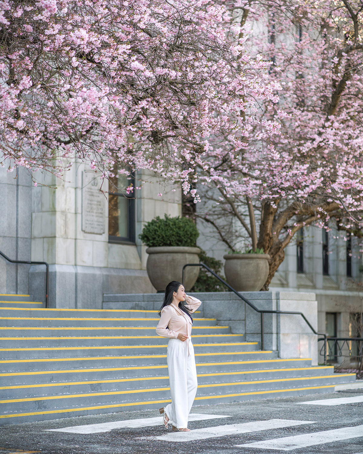 cherry blossoms in vancouver bc