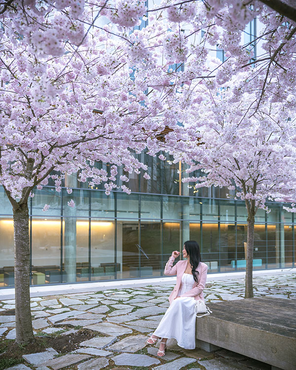 cherry blossoms ubc