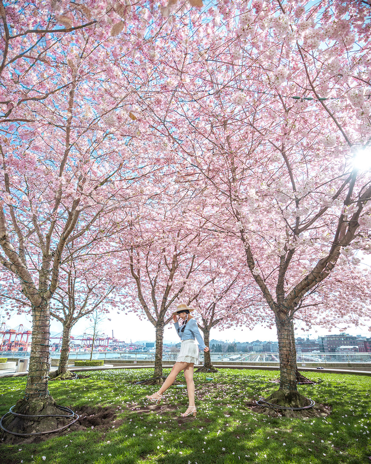 downtown vancouver cherry blossoms