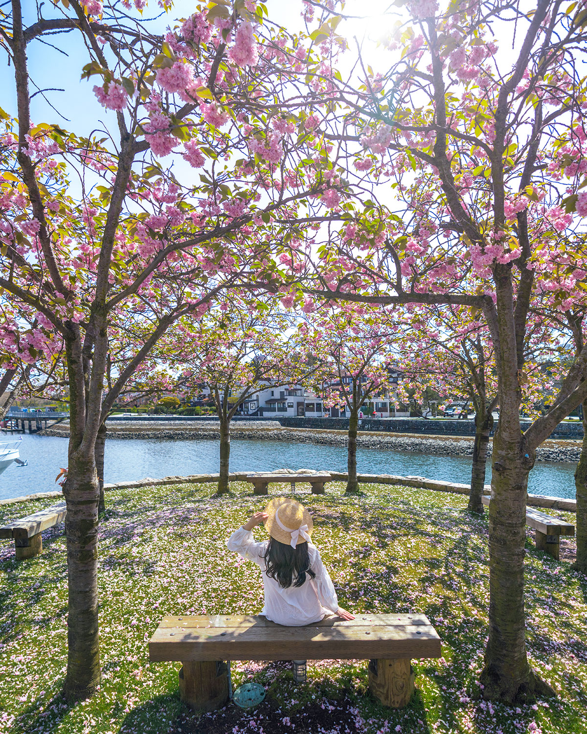 kanzan cherry blossom vancouver