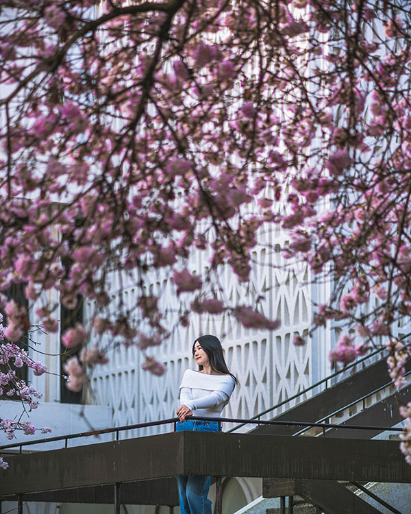 places to see cherry blossoms in vancouver