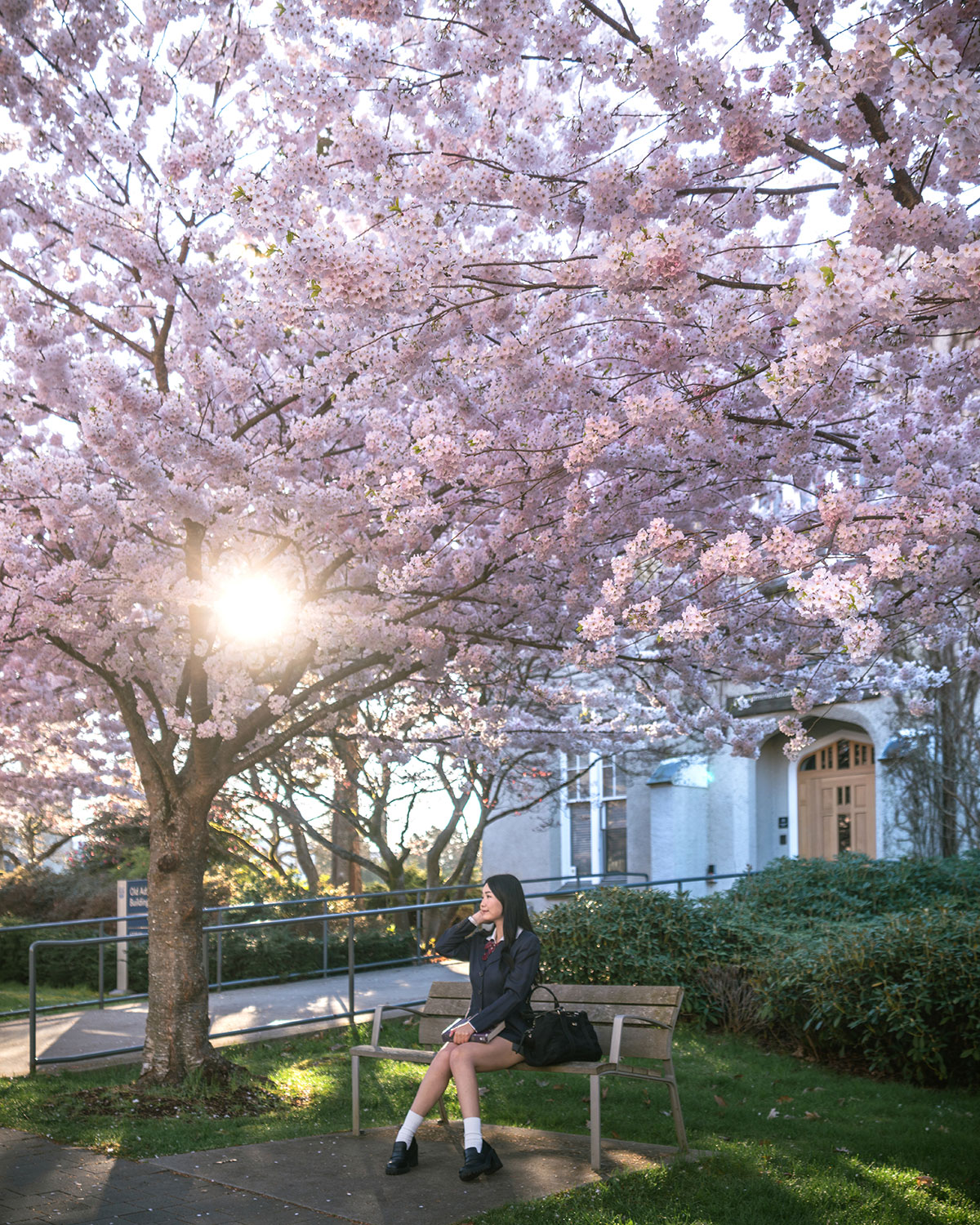 ubc cherry blossoms