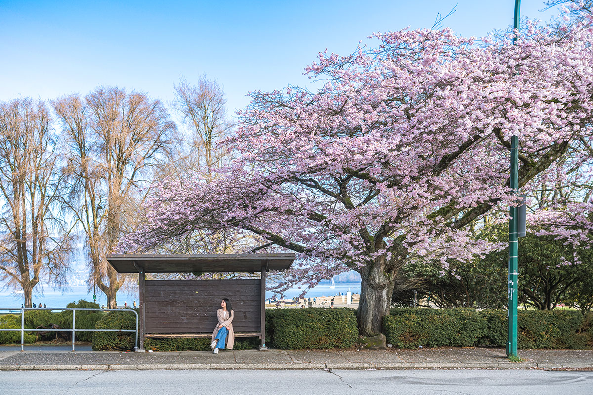 vancouver cherry blossom route