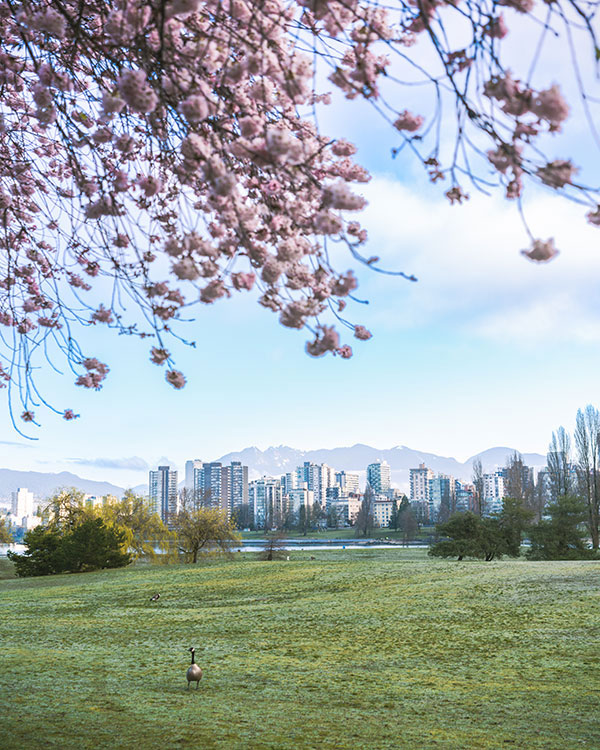 vancouver cherry blossom streets map