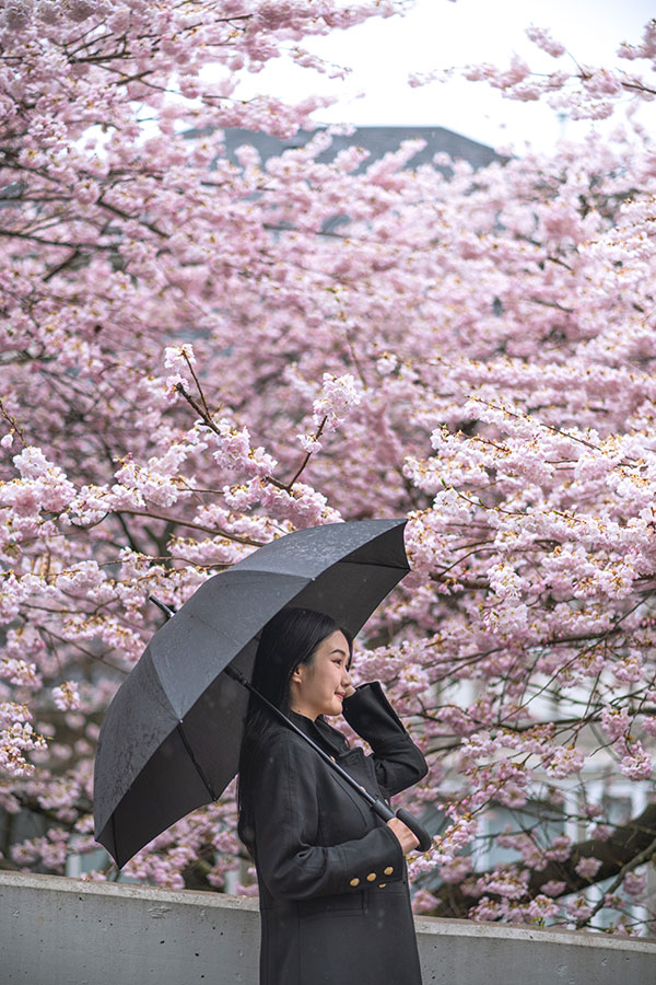 vancouver sakura map