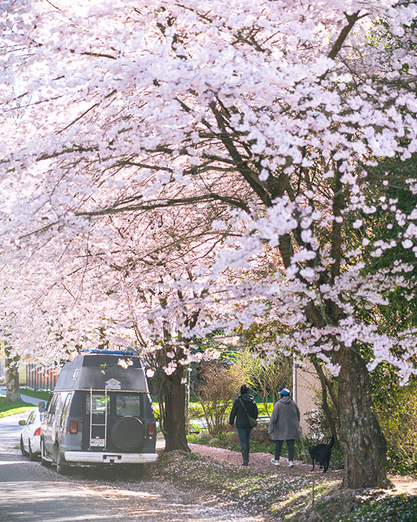 when can i see cherry blossoms in vancouver