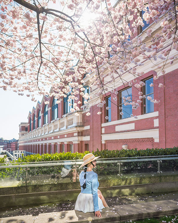 where is the best place to see cherry blossoms in vancouver