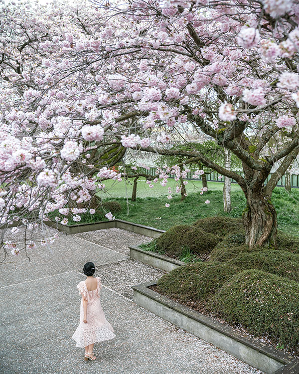 where to see cherry blossom trees in vancouver