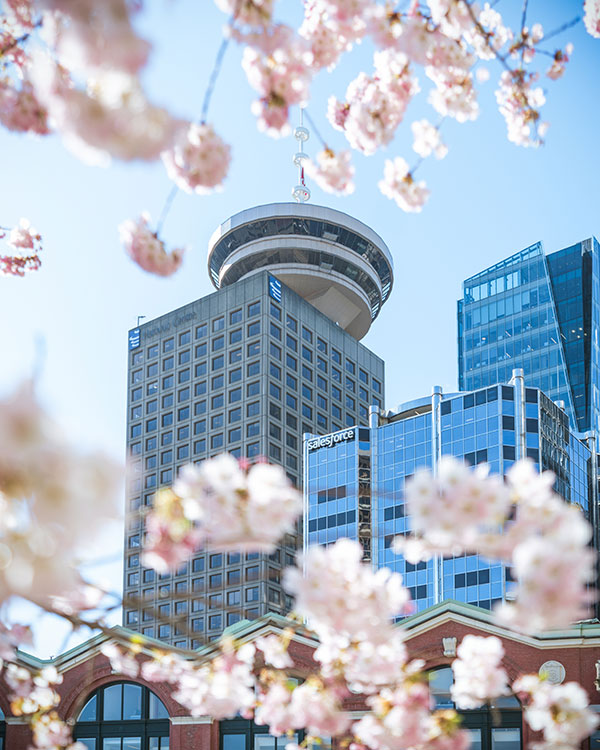where to see cherry blossoms in vancouver bc