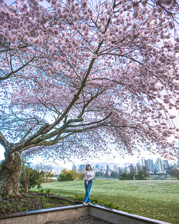 where to see cherry blossoms in vancouver now