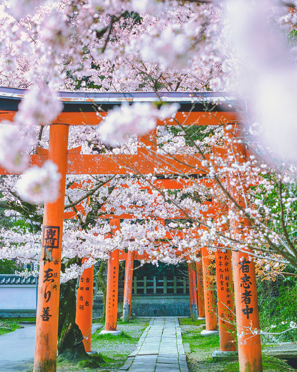 when to go to japan in spring