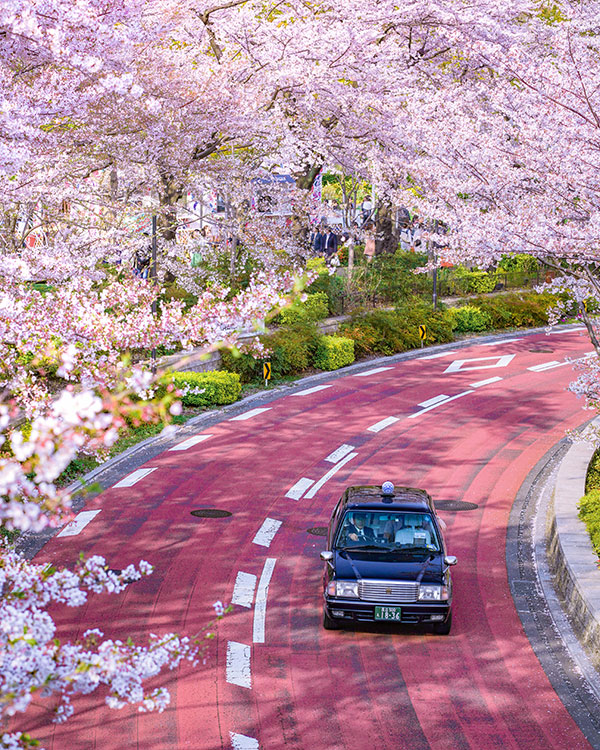 when to go to japan to see cherry blossoms