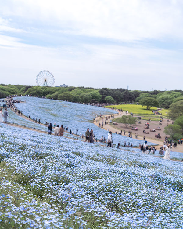 japan travel best time of the year